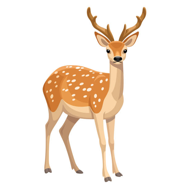 illustrazioni stock, clip art, cartoni animati e icone di tendenza di cervo - cervo maschio