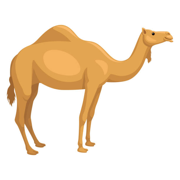 dromader - camel animal dromedary camel desert stock illustrations