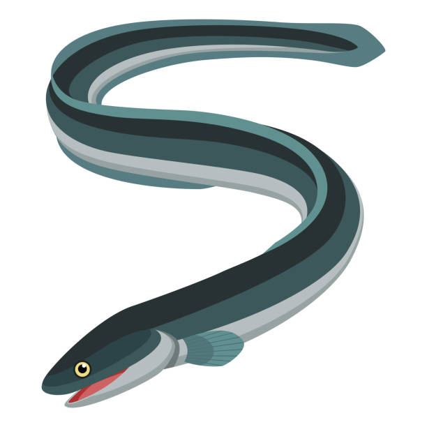 ilustraciones, imágenes clip art, dibujos animados e iconos de stock de ål - saltwater eel