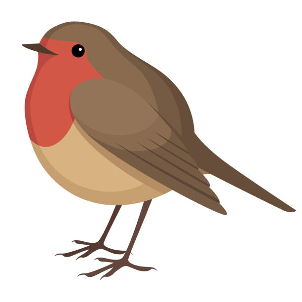 rödhake - robin stock illustrations