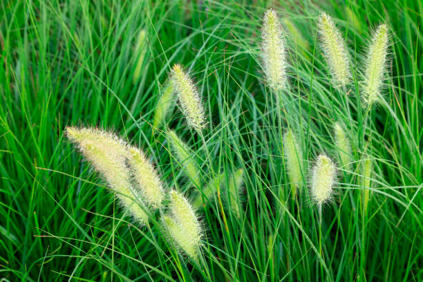 istock Chinese pennisetum in the park 1068306828