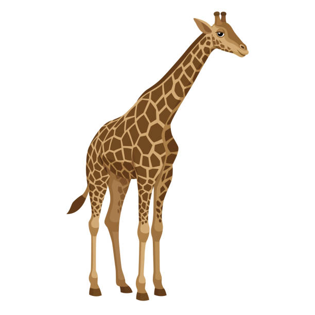 giraffe Illustrationen föreställer en giraff giraffe calf stock illustrations