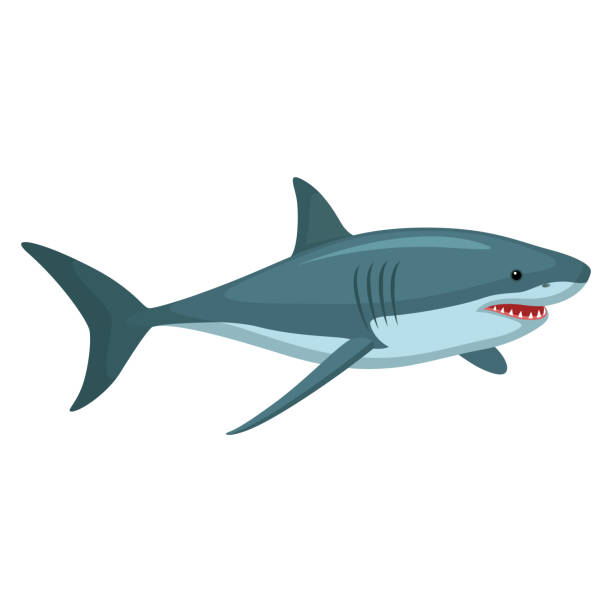 Hair Illustrationen visar en haj tiger shark stock illustrations
