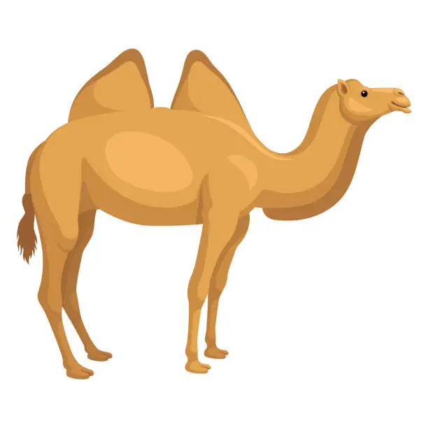 Vector illustration of Kamel