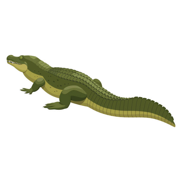 crocodile Illustrationen visar en krokodil chinese alligator alligator sinensis stock illustrations