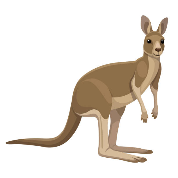 ilustraciones, imágenes clip art, dibujos animados e iconos de stock de kängru - kangaroo