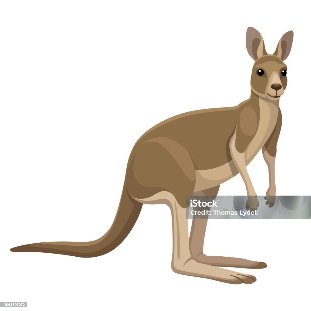Kängru - arte vettoriale royalty-free di Canguro Kängru - arte vettoriale royalty-free di Canguro