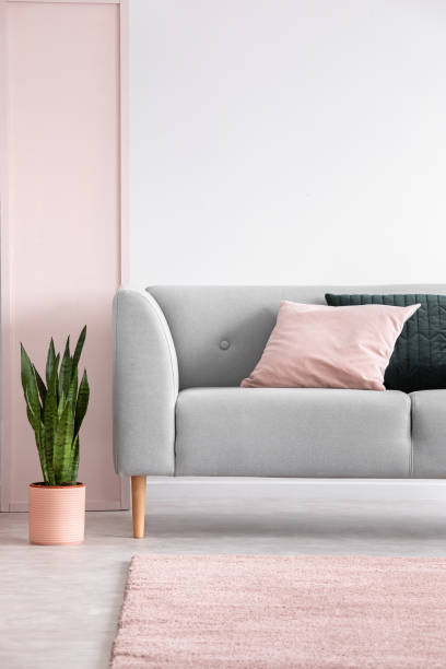 istock Plant next to grey settee with cushions in grey living room interior with pink carpet. Real photo 1068309828