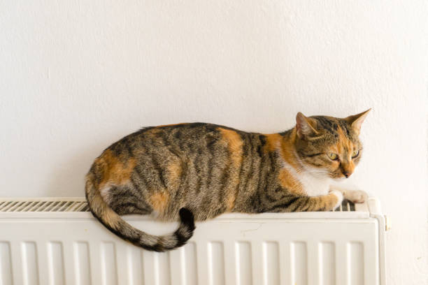 istock domestic cat relaxing on a warm radiator 1068310094