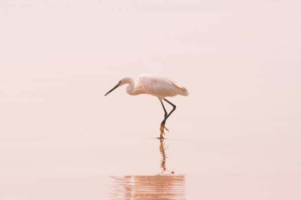 Great White Egret with reflection on the clean sand tropical beach