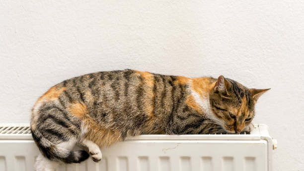 istock domestic cat sleeping and relaxing on a warm radiator 1068310292