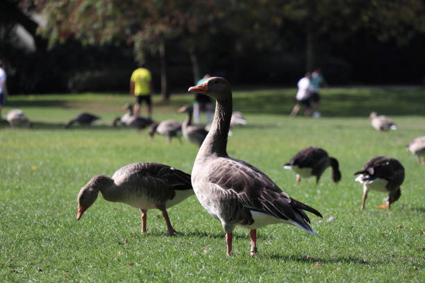 istock Geese in the city 1068311706