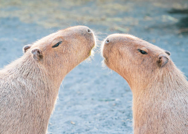 istock Cute Capybara (biggest mouse) eating and sleepy rest 1068311954