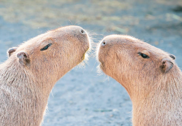 istock Cute Capybara (biggest mouse) eating and sleepy rest 1068312040