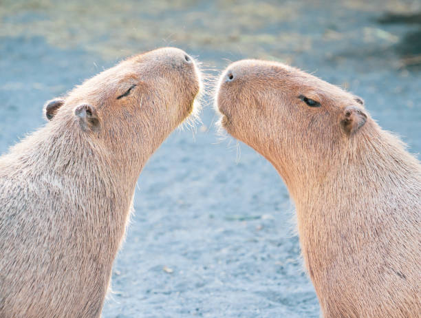 istock Cute Capybara (biggest mouse) eating and sleepy rest 1068312072