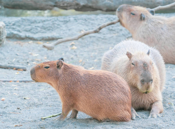 istock Cute Capybara (biggest mouse) eating and sleepy rest 1068312288