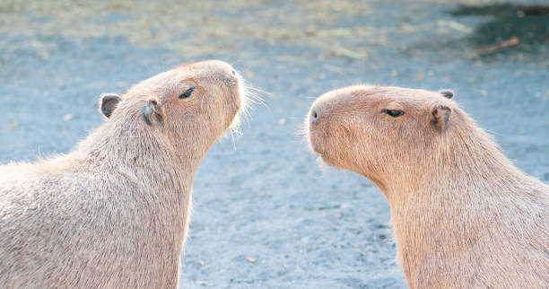 istock Cute Capybara (biggest mouse) eating and sleepy rest 1068312312