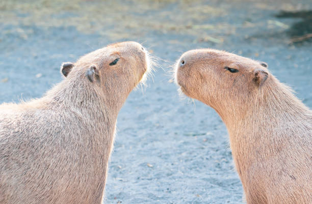 istock Cute Capybara (biggest mouse) eating and sleepy rest 1068312456