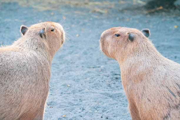 istock Cute Capybara (biggest mouse) eating and sleepy rest 1068312550