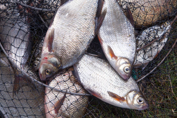 istock Freshwater white bream or silver bream and bronze bream or carp bream on landing net. 1068315130