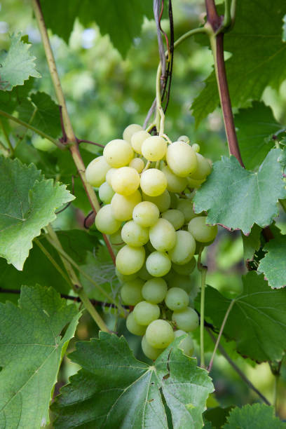 istock Ripe grapes bunch hangs on branch in vineyard. 1068315140