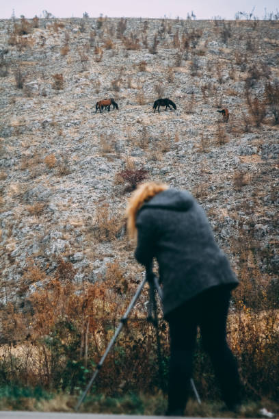 istock Wild horses on the cliff. Capturing freedom 1068315402