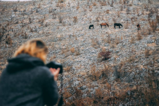 photographer taking pictures of horses in the wild - serbia horse nature landscape imagens e fotografias de stock