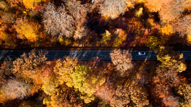 istock Road through autumnal forest - aerial view 1068315592