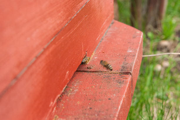 istock Several bees at the entrance of beehive in apiary. 1068316314