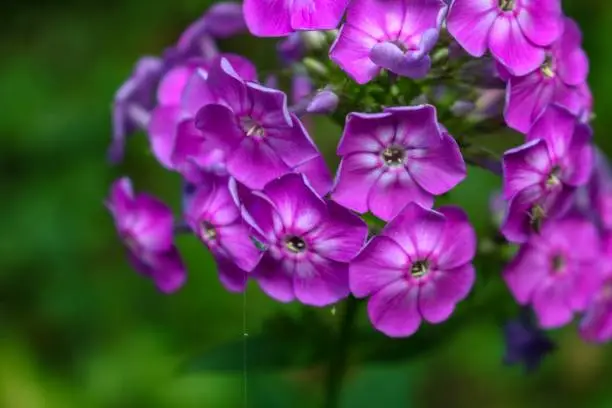 Photo of Purple pretty flower