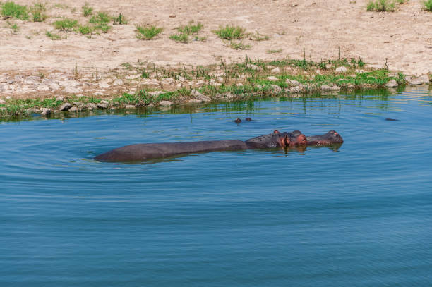 istock Hippopotamus (Hippopotamus amphibius) in water in the zoo. 1068319402
