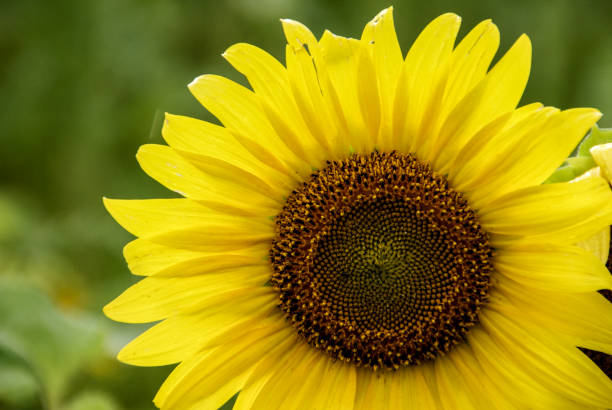istock Single blooming yellow sunflower plant 1068320510