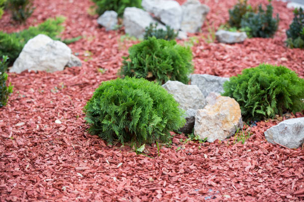 istock Decorative bark, mulch, mulching. Decorative wood chips. 1068321758