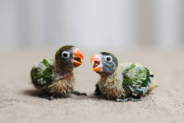 baby parrot - poultry animal curiosity chicken imagens e fotografias de stock