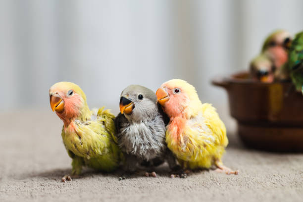 Baby Parrot Close up shot of beautiful miniature Rosy faced lovebird chick playing and searching for feeding. three parrots stock pictures, royalty-free photos & images