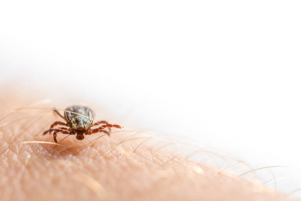 Tick crawls over an arm with copy space Disease carriers bug bite photos stock pictures, royalty-free photos & images