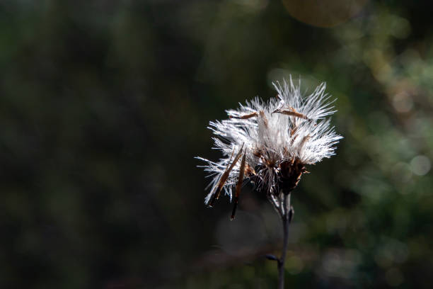 istock White dandelion seeds on a dark blurred background with bokeh effect. 1068328436