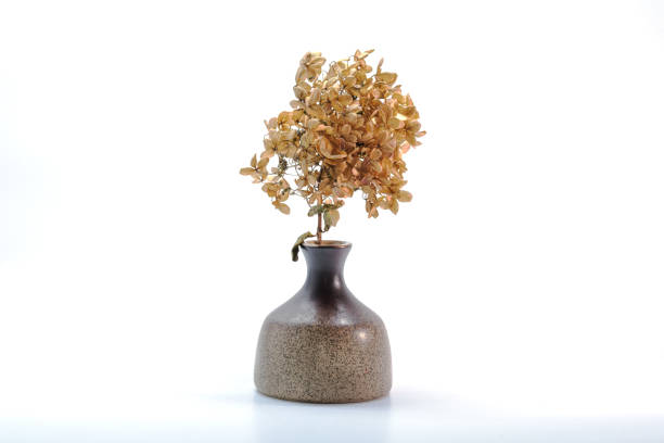 istock a dry flower in a vase with white background 1068328474