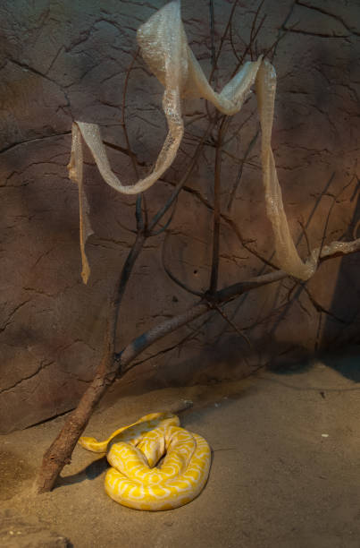 istock Yellow snake and its skin. 1068332476