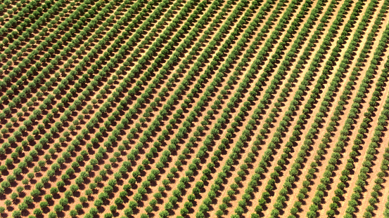 Aerial view of rows of orchard trees in California, USA.