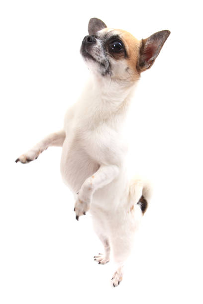 istock small chihuahua isolated 1068335240
