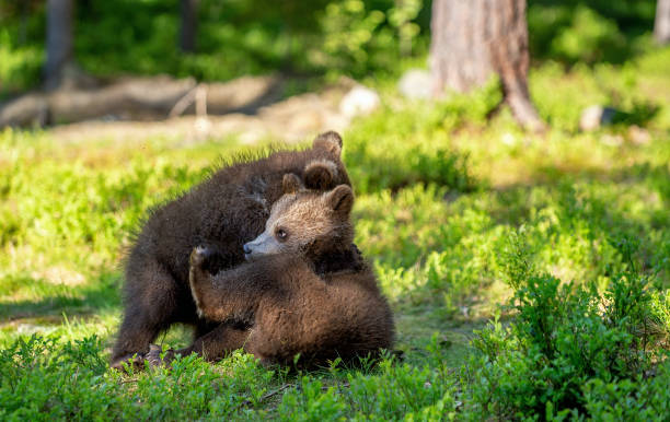 istock Brown Bear Cubs playfully fighting. Summer forest 1068335584