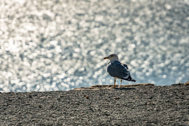 Lonely seagull Larus marinus on a gray pebble beach on a blurred background of silver waves of the sea. Sunny autumn day.