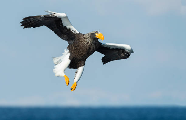 istock Adult Steller's sea eagle in flight. 1068340406