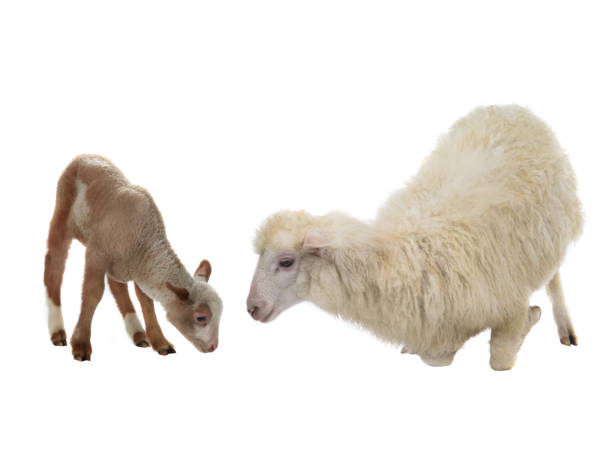 istock baby sheep and female sheep on a white 1068340938