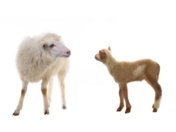 istock baby sheep and female sheep on a white 1068340942