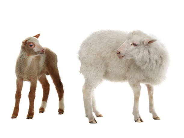 istock baby sheep and female sheep on a white 1068340986
