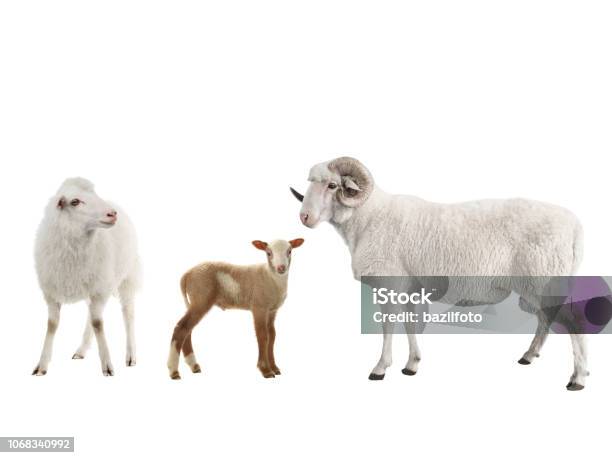 아기 양 흰색에 남성과 여성의 양 숫양에 대한 스톡 사진 및 기타 이미지 - 숫양, 컷아웃, 12월 - iStock