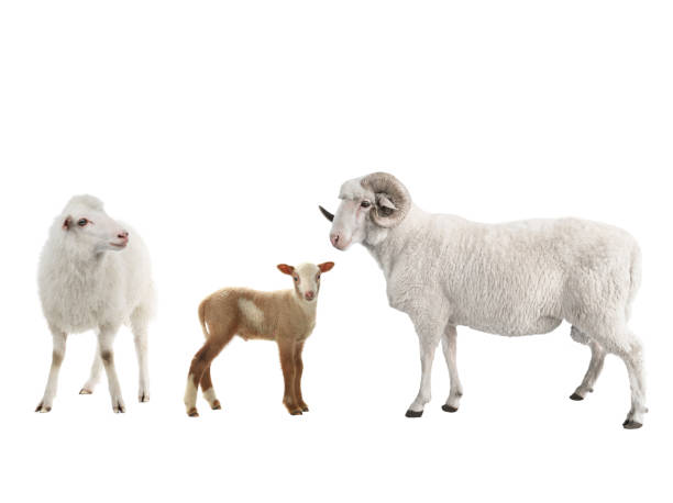Baby Sheep Male And Female Sheep On A White Stock Photo - Download Image  Now - Cut Out, Ram - Animal, Sheep - iStock