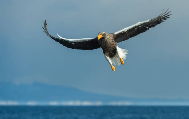 istock Adult Steller's sea eagle in flight. 1068341250